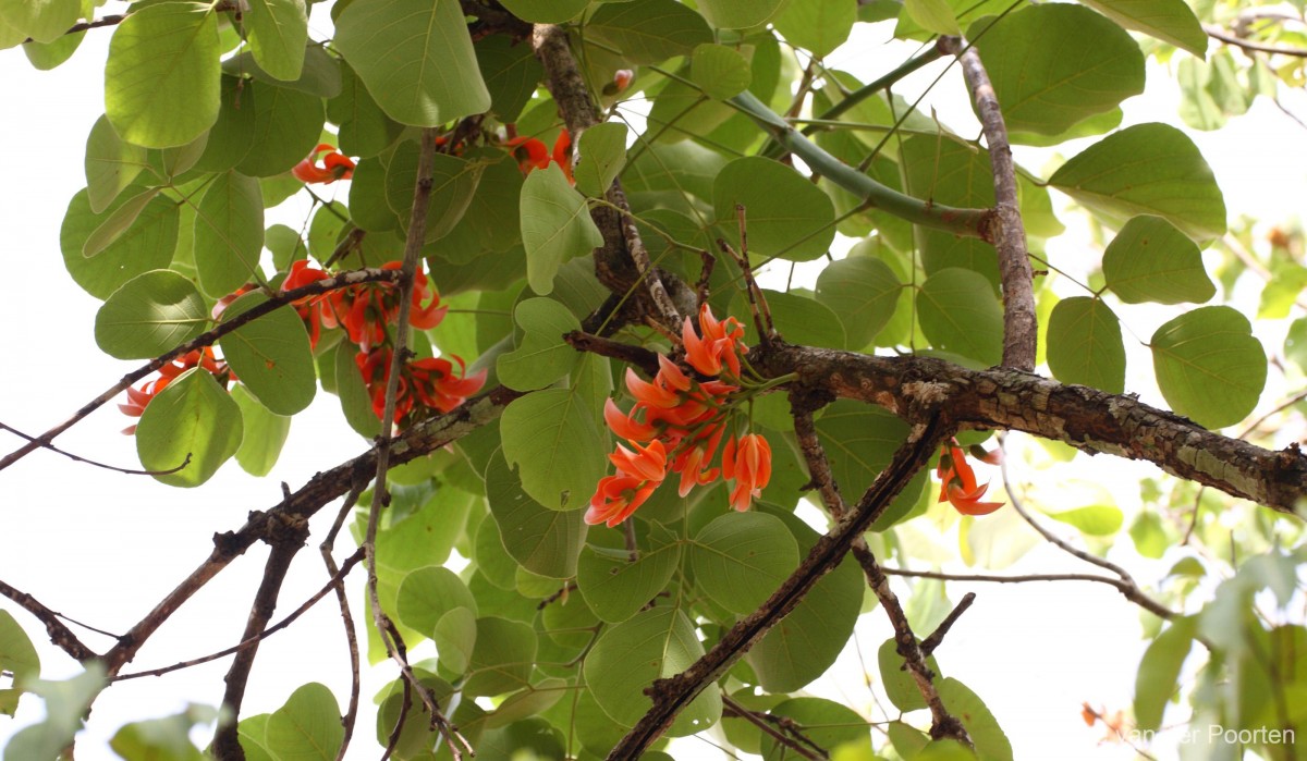 Butea monosperma (Lam.) Kuntze